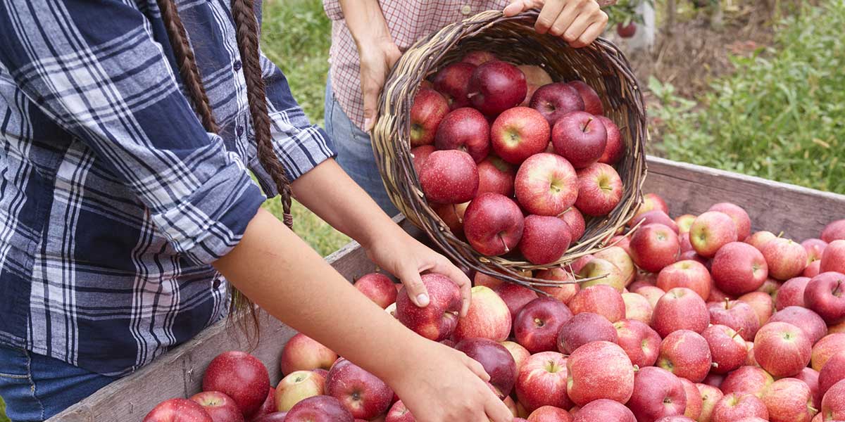 Sempre più prodotti da mele bio certificate del Trentino-Alto Adige